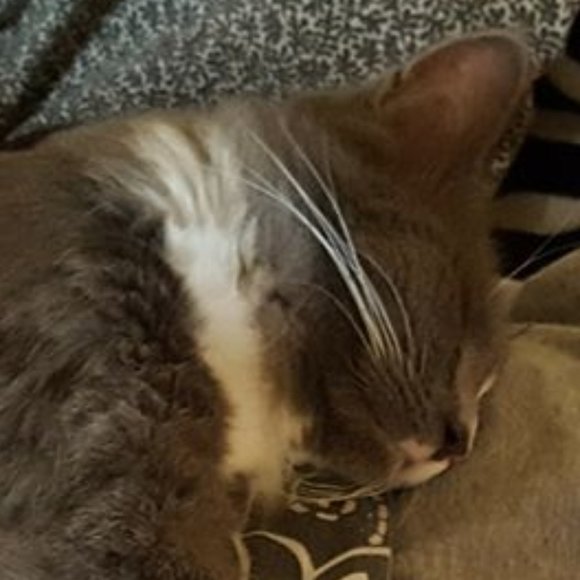 ๐๐๐CHEROKEE'S FERAL HAVEN๐๐๐ - Picture 12 of 14